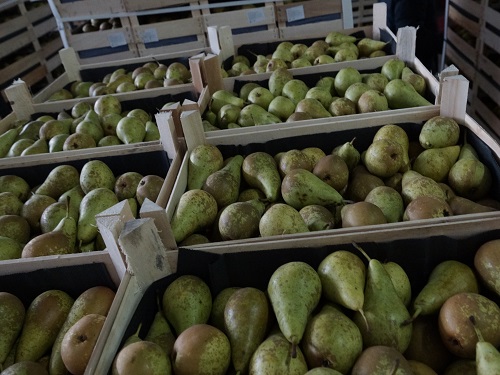 В Омскую область пытались ввезти 36 тонн санкционных груш 