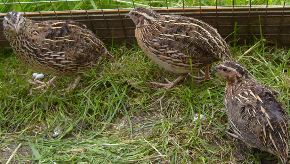 На перепелиной ферме на севере Омской области погибли все птицы