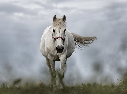 Омич на коне специально сбил сожительницу