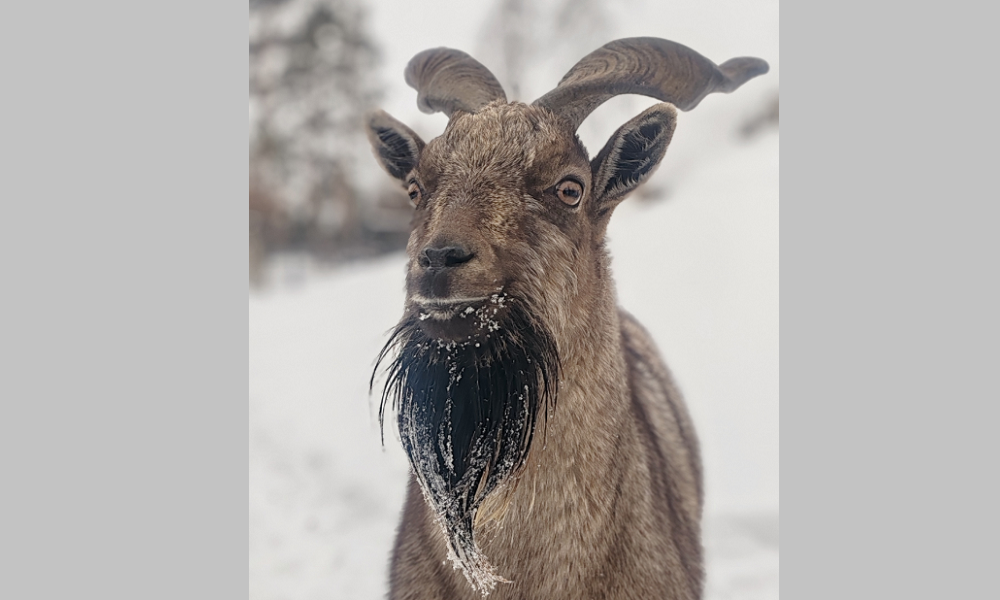 С бородой, но не Дед Мороз: в Большереченском зоопарке рассказали про мархура