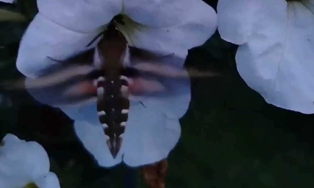 В омском дендрологическом саду имени Г. И. Гензе заметили редкую бабочку