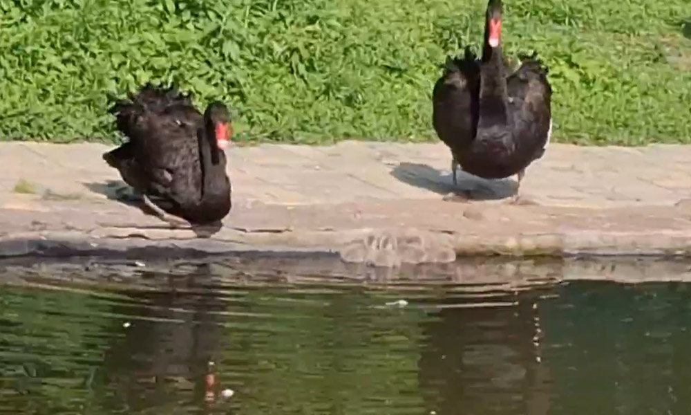 В Омском зоопарке сообщили о пополнении 