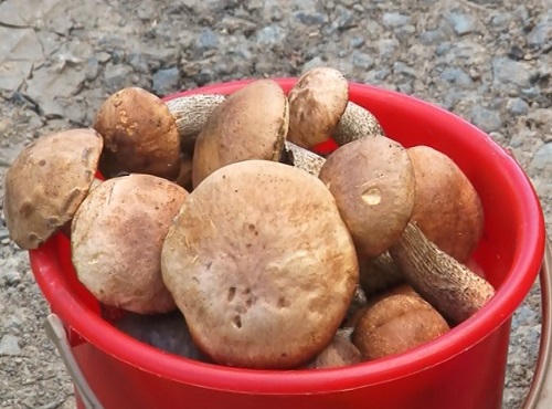 Омичи раскрыли секретные места, где водятся грибы