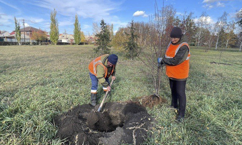 В Омске нашли поставщика саженцев для осенних посадок 