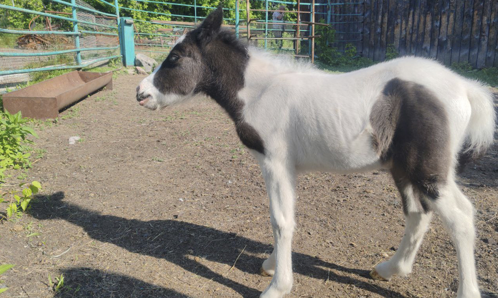 В Большереченском зоопарке родился шетлендский пони 