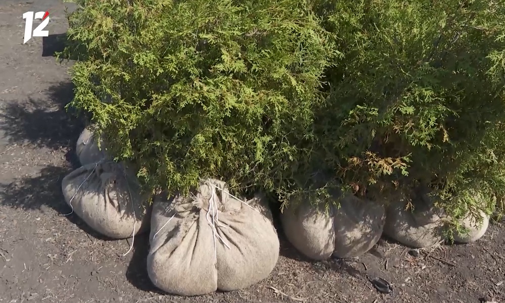 В жилом квартале «Зелёная Река» высадят больше 16 тысяч растений 