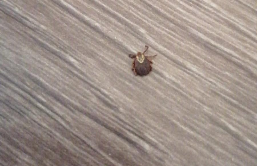 Омичи стали находить клещей не только на улице, но и в квартирах