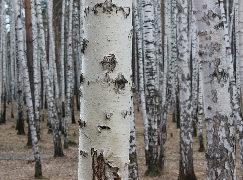 В Омской области осудили чёрных лесорубов