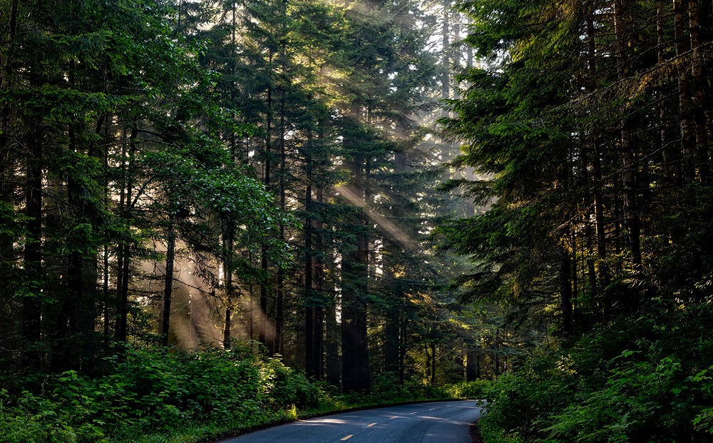 В омском управлении лесхоза заявили, что денег на восстановление лесов недостаточно