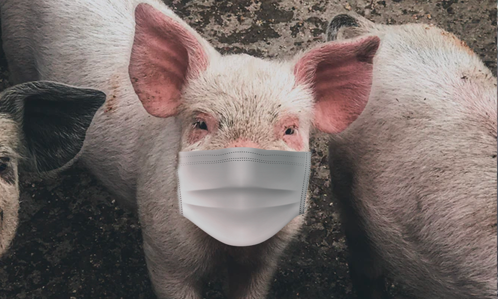 В омском минздраве заявили об отсутствии связи между СОVID-19 и африканской чумой свиней