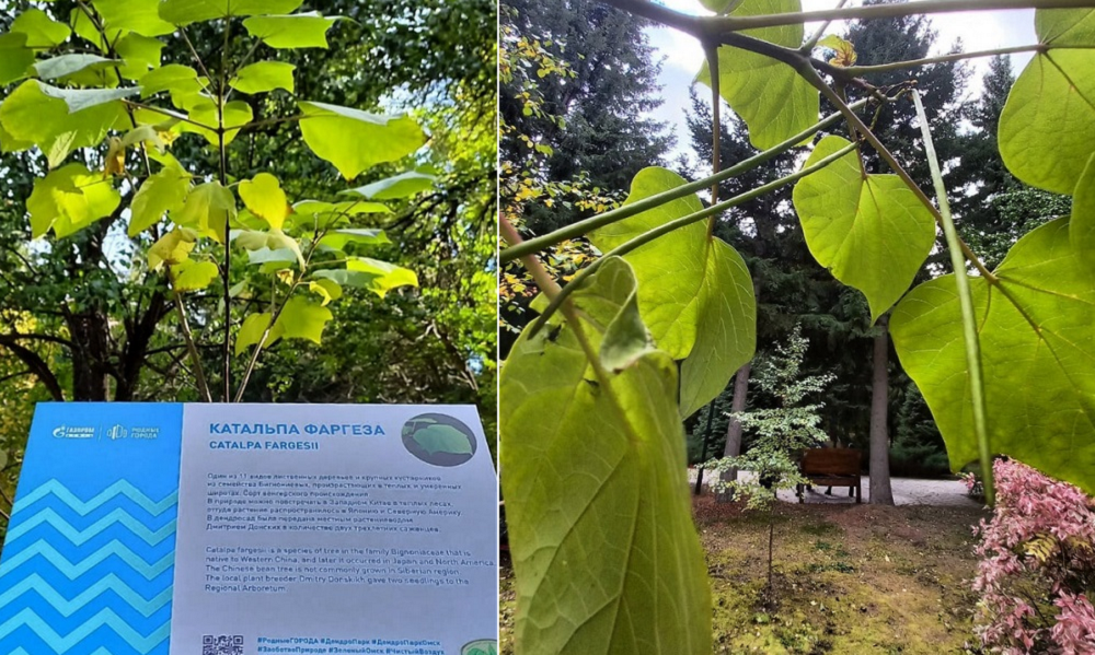«Макаронное дерево» - катальпа фаргеза - впервые принесло плоды в Омске [ОБНОВЛЕНО]