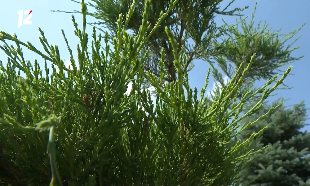 В Омске высадят деревья и кустарники