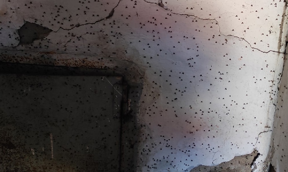 Жильцы дома в Старом Кировске жалуются на сырость и нашествие насекомых 