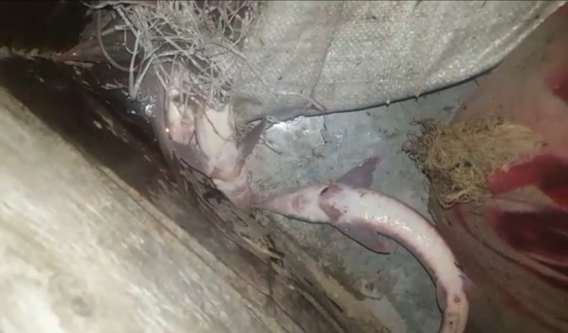 В Омской области поймали ловивших стерлядь браконьеров