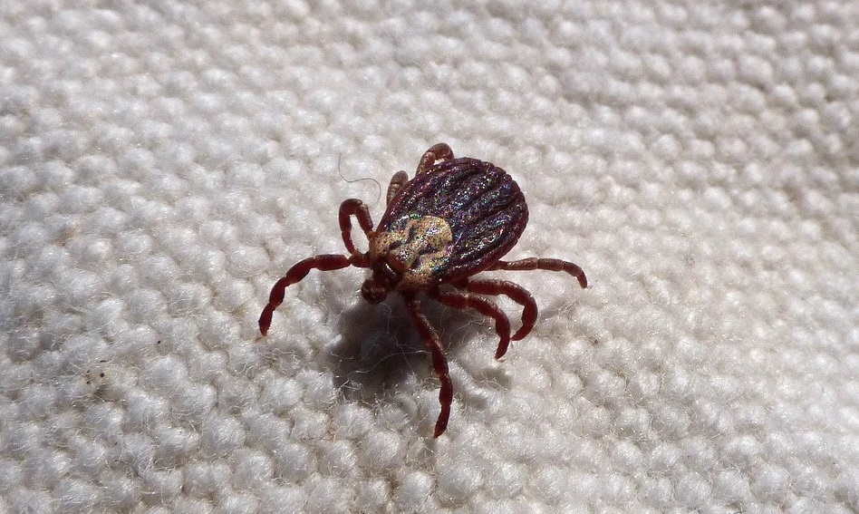 В Роскачестве рассказали, почему надо брать с собой на природу белую простыню