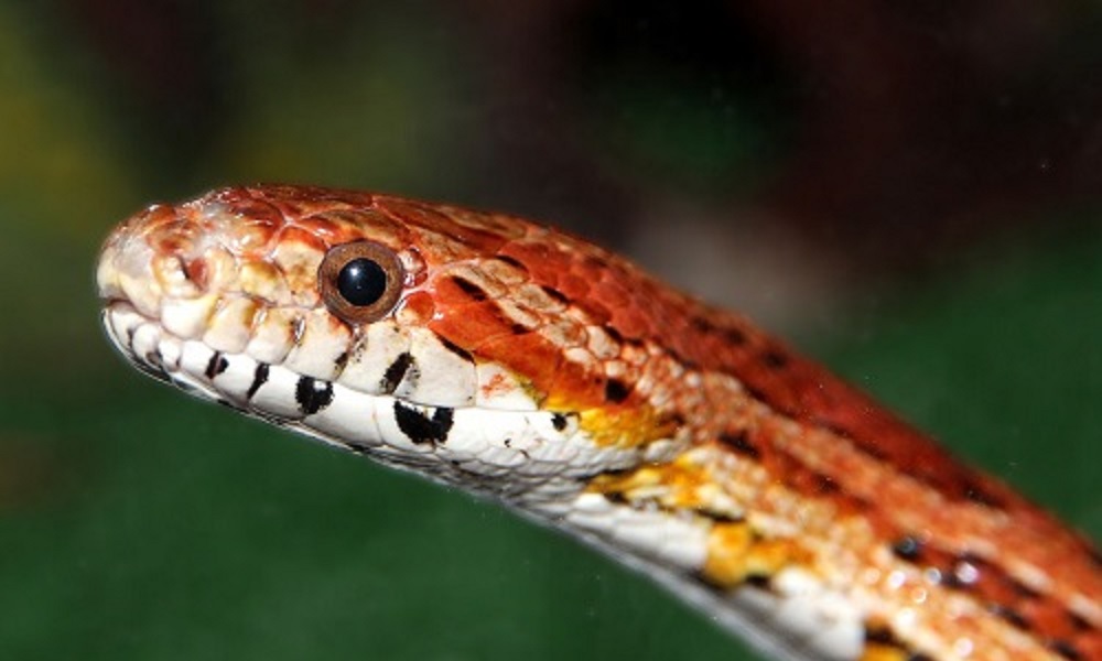 Уральский токсиколог рассказал, как действовать после укуса змеи