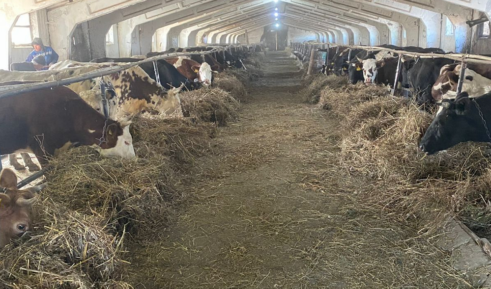 Омские осуждённые занимаются выращиванием крупного рогатого скота