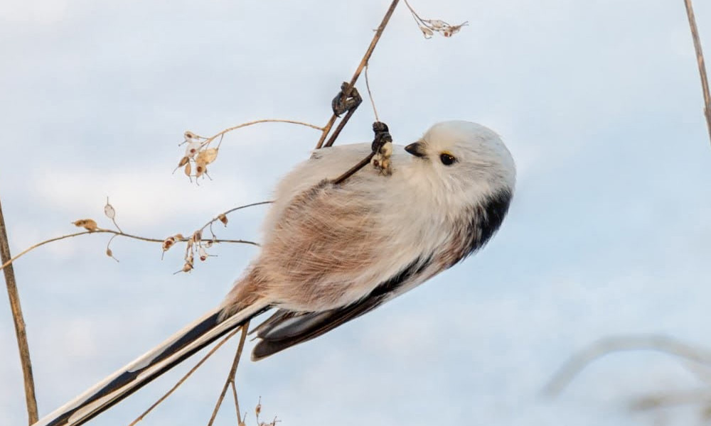В саду имени Гензе поселилась редкая птица из семейства длиннохвостых синиц