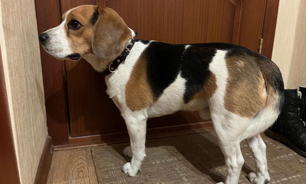 Штраф или порицание: Сергей Шелест ищет управу на владельцев собак, которые не убирают за своим питомцем