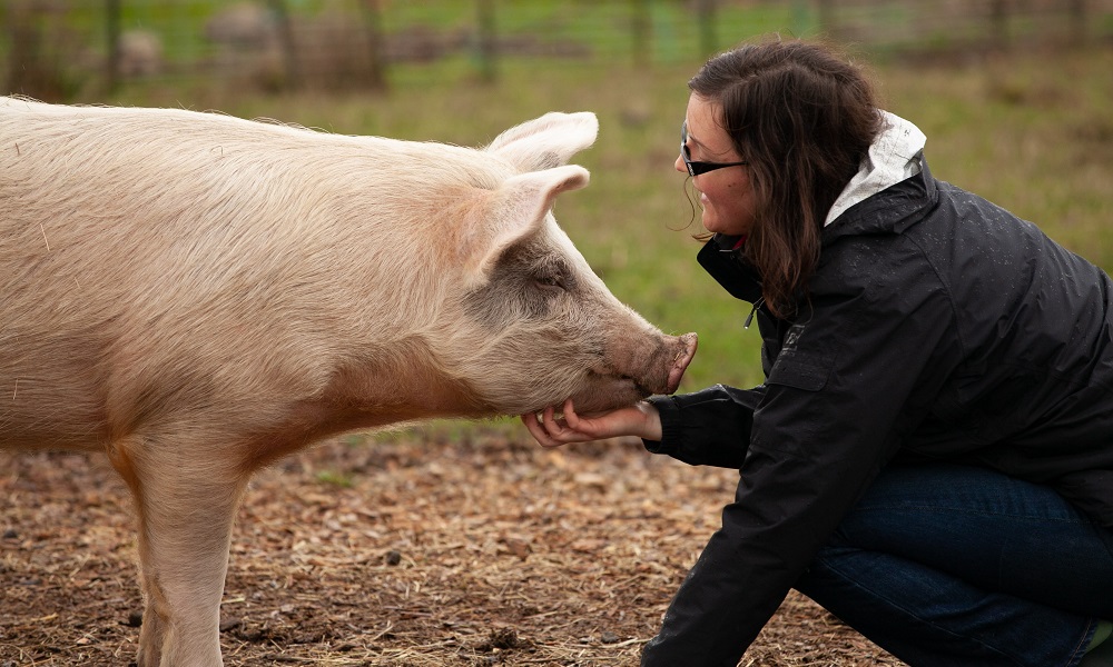 Омские власти выплатят компенсацию фермерам за массовый убой свиней из-за АЧС
