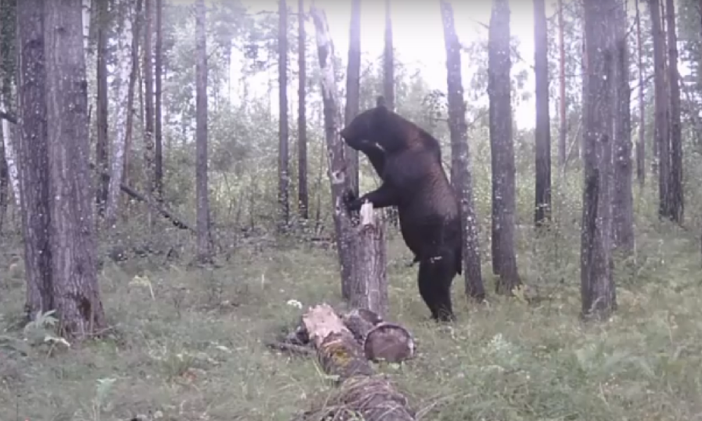 Фотоловушка в Горьковском районе засняла медведя-хулигана