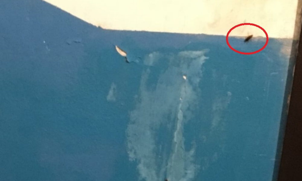 В одном из домов Омска случилось нашествие тараканов 