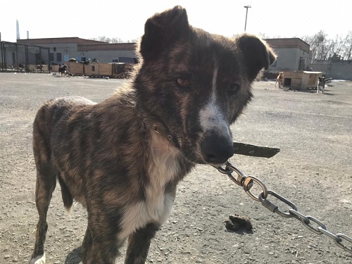 Неравнодушные омичи выходили Аватара