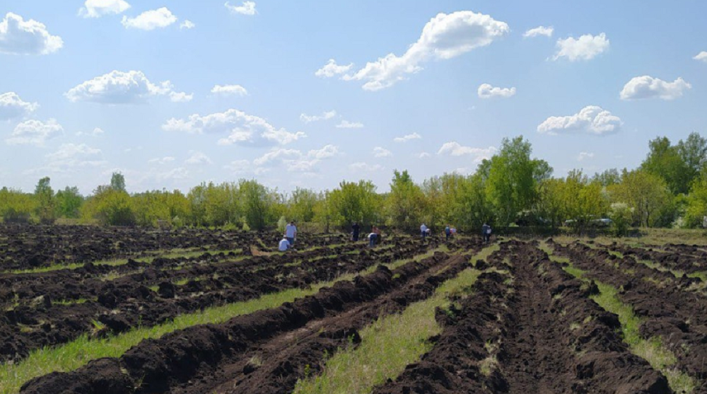 В Омске пройдёт акция «Сад памяти»