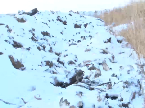 В Омской области организатора незаконного скотомогильника оштрафовали на полмиллиона рублей