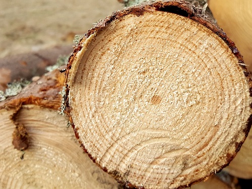 В Омской области чёрного лесоруба приговорили к реальному сроку