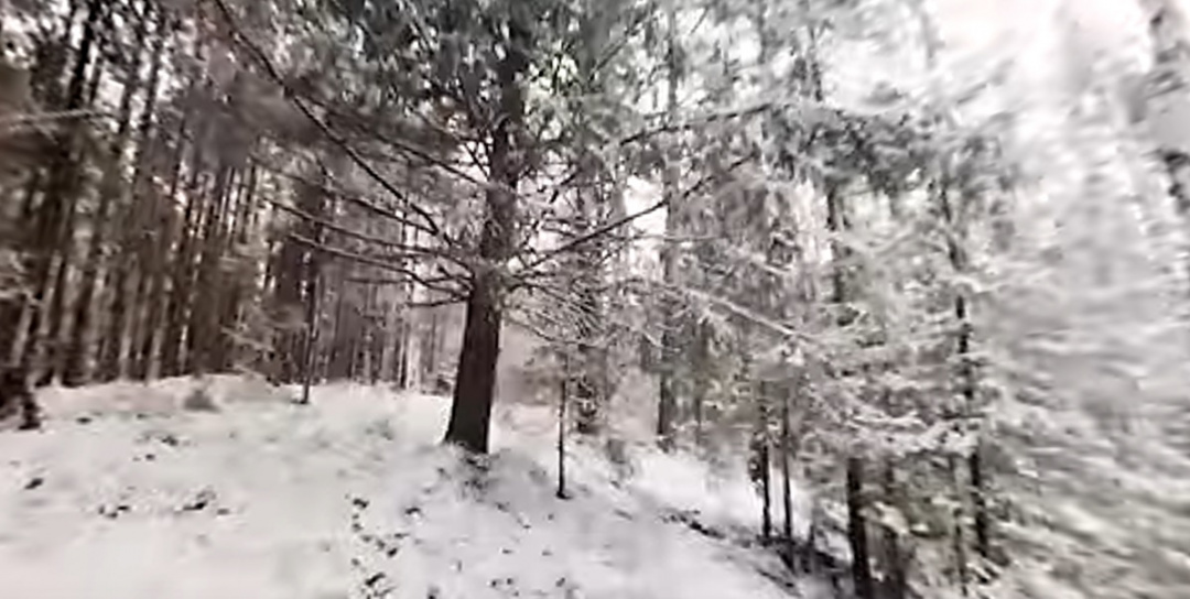 Весьма сМутный эффект присутствия: омские студенты попытались создать 3D-экскурсии по экотропе