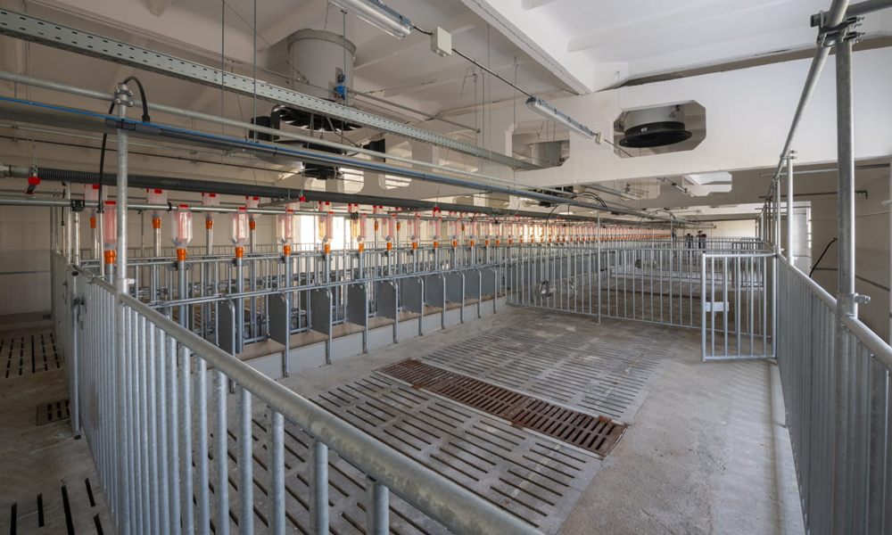 В Омской области запустили новую очередь свиноводческого комплекса «Чунаевский»