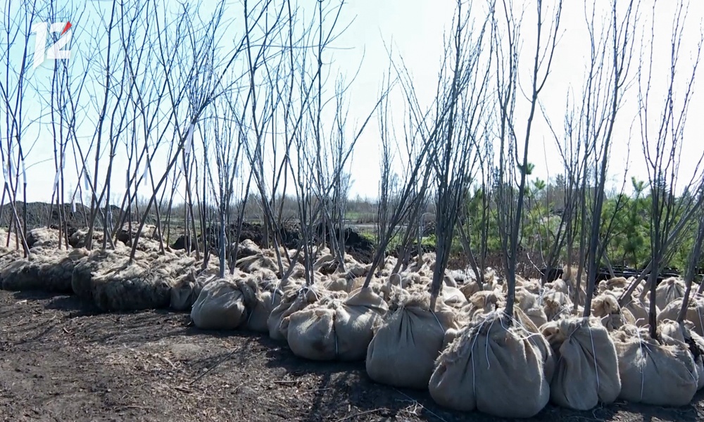 В Омской области высадят деревья в память о героях