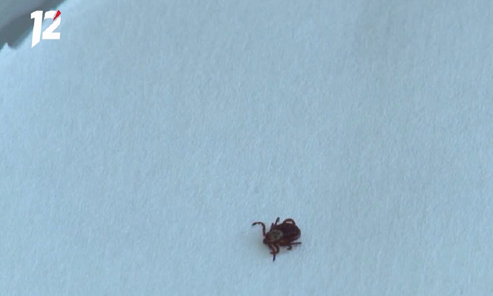 Четверо жителей Омской области заболели клещевым энцефалитом