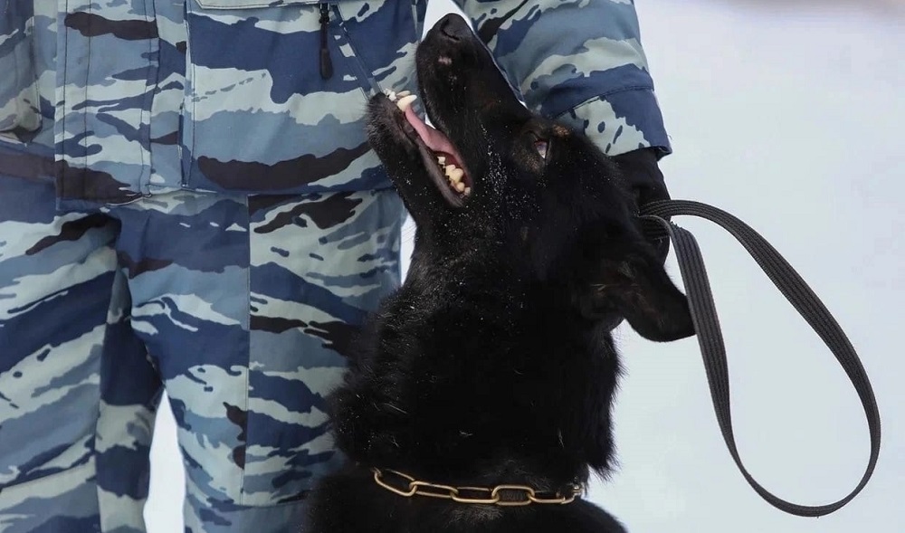 Находят оружие, наркотики и преступников: рассказываем о служебных овчарках омской полиции [ФОТО]