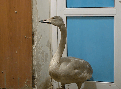 В Омске спасли лебедя-кликуна, занесённого в Красную книгу