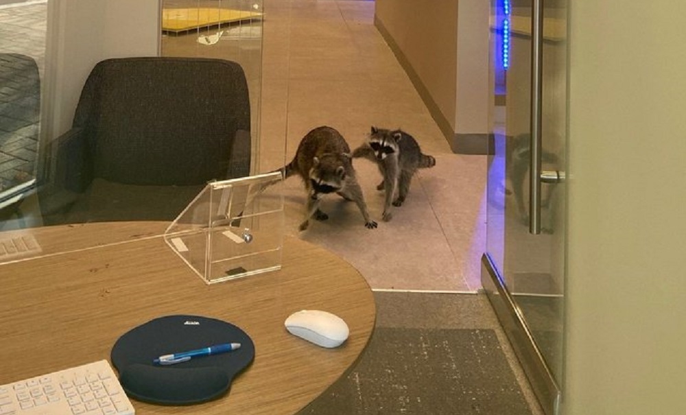 Пушистые гангстеры: парочка енотов пробралась в банк через открытое окно 