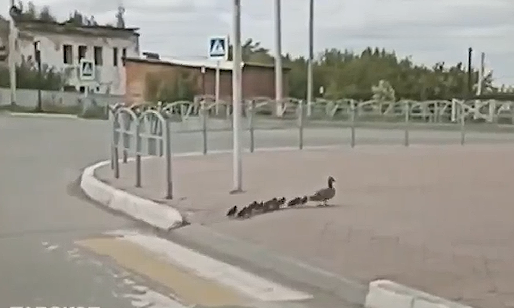 В Таре утиное семейство перебежало дорогу у здания прокуратуры