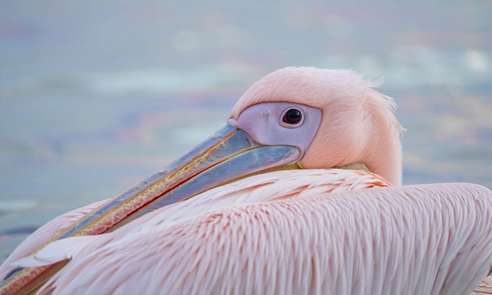 Омский зоопарк показал, как розовый пеликан Санёк охотится за рыбой
