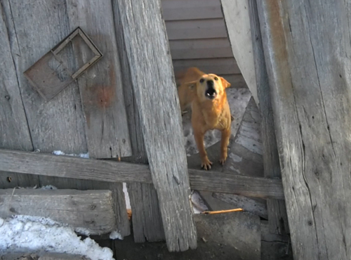 В Омске начнут штрафовать хозяев, чьи собаки лают по ночам