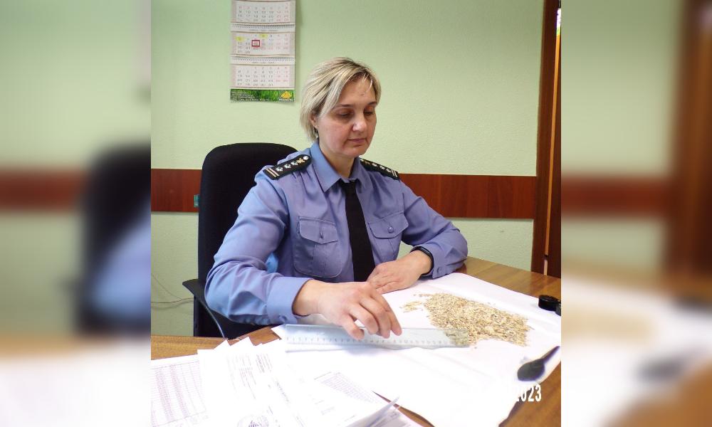 Сотрудники омского Россельхознадзора уничтожили заражённые семена огурцов