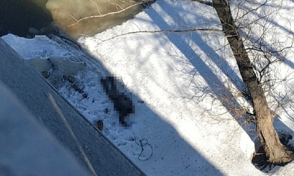 В центре Омска из реки достали тело молодого мужчины 