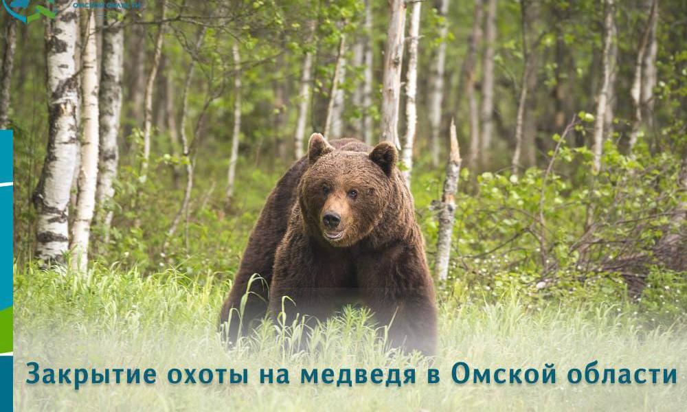 В конце мая в Омской области завершается сезон охоты на медведей