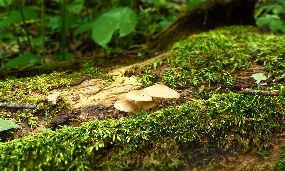 Омские спасатели нашли 70-летнего грибника, который провёл в лесу девять часов