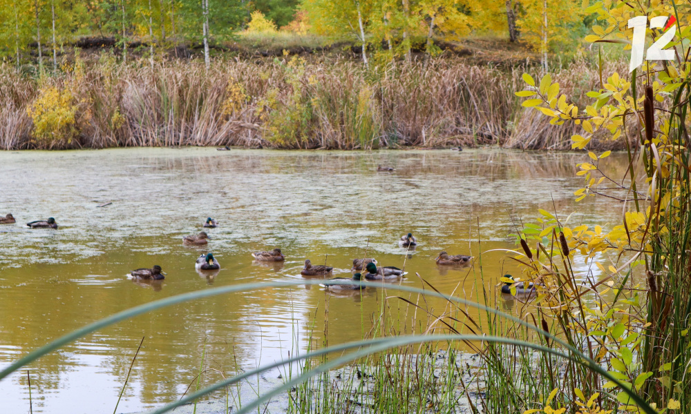 В Омске возможно кратковременное потепление