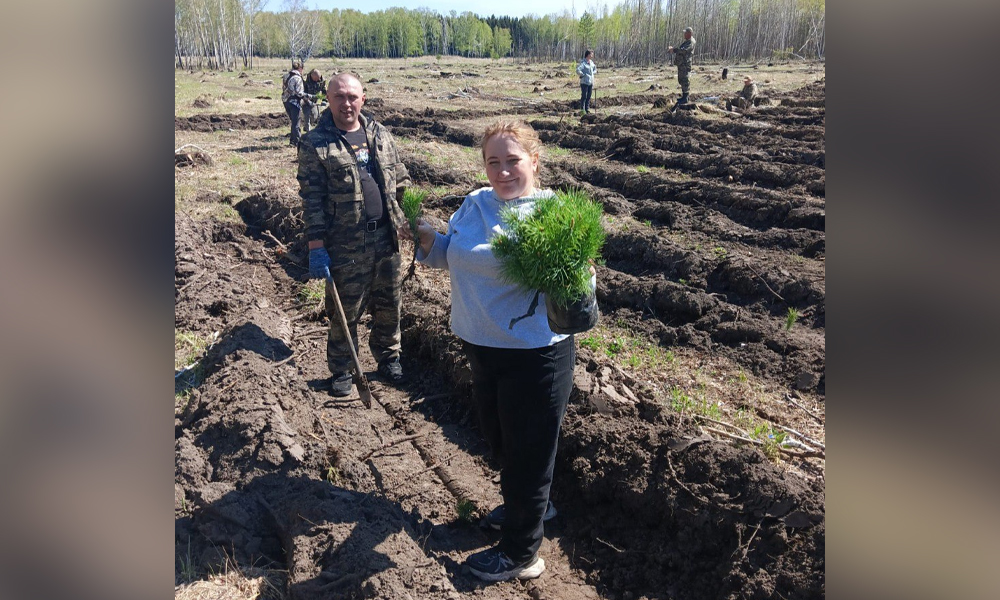 В Большереченском районе высадили более семи тысяч хвойных деревьев в рамках акции «Сад памяти»