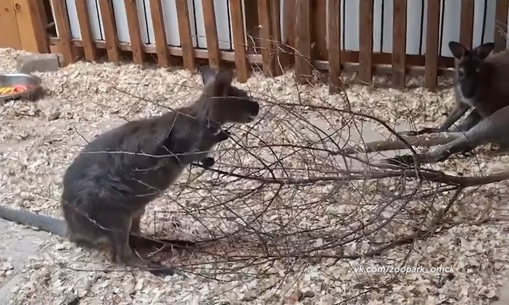 В Омском зоопарке некоторые питомцы переехали в специально оборудованные помещения