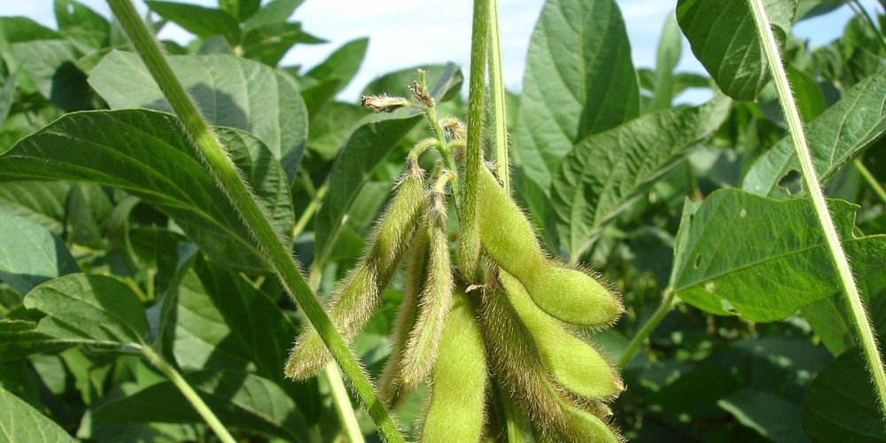 В омских сое и рапсе не обнаружены ГМО