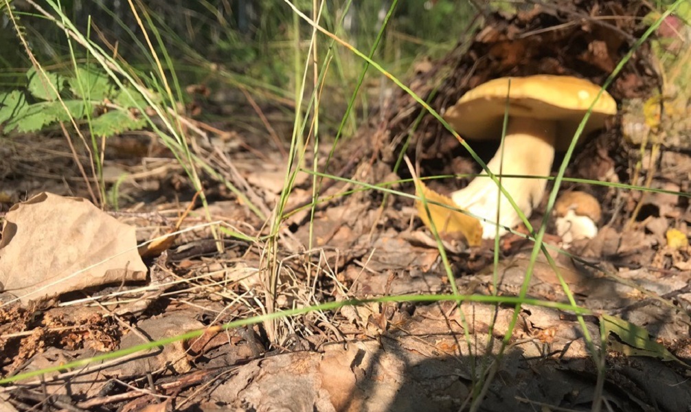 В омских лесах заблудился пенсионер, ушедший за грибами