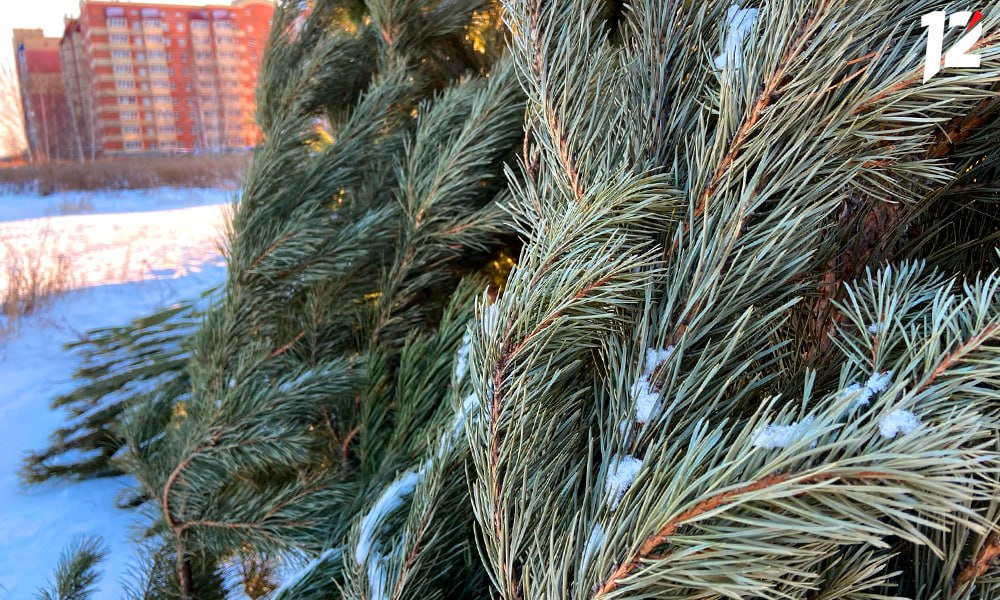 Центральный округ Омска готовится к открытию ёлочных базаров